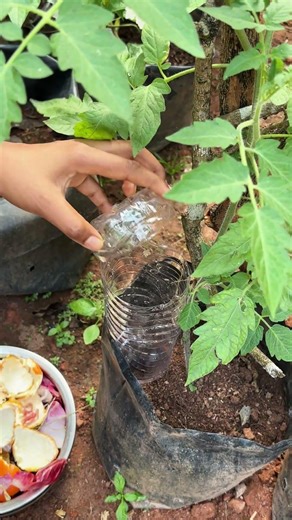 |One bottle is enough, don't waste money buying fertilizer anymore| How to make compost in a bott...