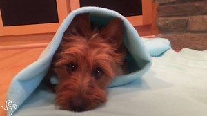 Wake us up when it’s Friday. | The Dodo