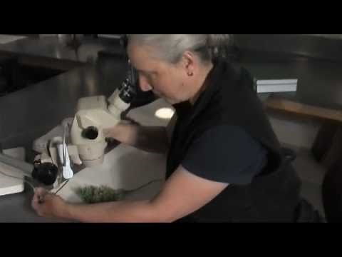 Weed Identification - Part 1