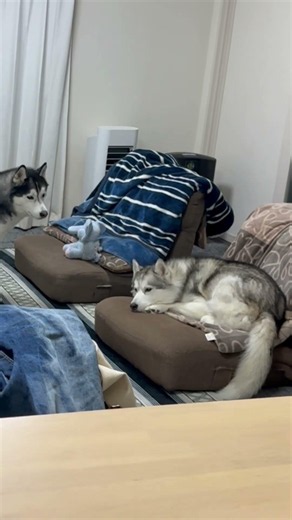 husky family life ゾウさんを座椅子に座らせて満足するイヌ #シベリアンハスキー #大型犬多頭飼い #shorts