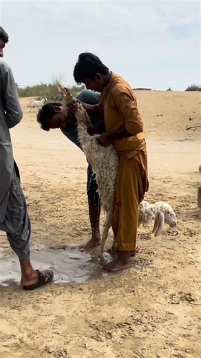 Sheep cleaning in Desert