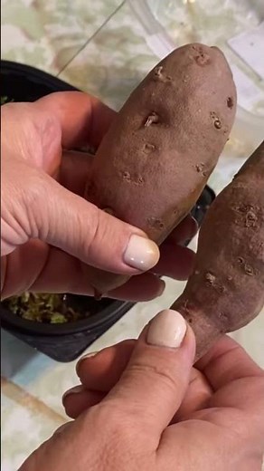 Growing Sweet Potatoes in a Cold Climate - Day 1. #sweetpotato #zone3gardening #saskatchewan