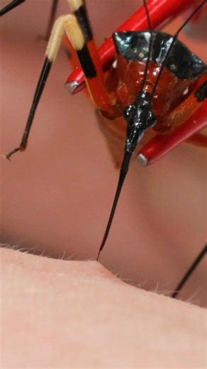 Mark Vins on Instagram: "The bite of the Assassin Bug is no joke! I had to go to the hospital afterwards! #bravewilderness #assassinbug #wildlife #natureismetal"