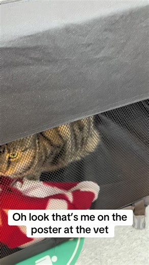 VIP Treatment at the Vet: Cat Life Expectations