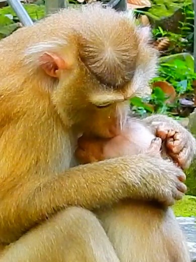 5K views · 88 reactions | The best mom Lila giving her only baby Lilo extra grooming/clean eyes #monkeyface #lovely #monkey #cute #animals #animalsbaby #poormonkey #monkeycry #funny #funnyvideo #cuteanimals | Monkey TV7 | Facebook