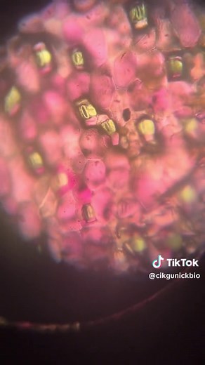 Opening & closing of stoma are controlled by guard cell #letslearnbio