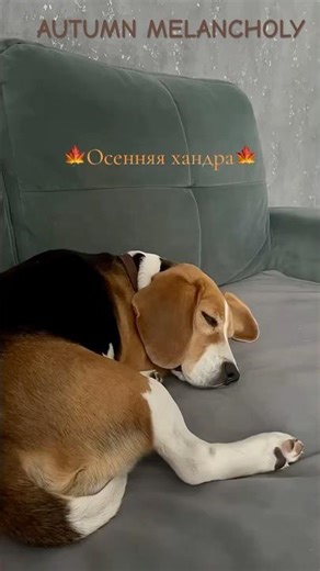 Snoring beagle on the sofa 🍁#beagle #beaglecrew #shorts