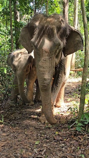 What does it mean to be “free”? When we rescue an elephant, we’re giving it freedom from a life of hard work, whether in logging, riding, or tourism. While we can’t release them into the wild, we can give them something precious: a life of choice, dignity, and companionship. Our sanctuaries are designed to mimic their natural habitat as closely as possible. Here, they’re free to roam, regain their confidence, and rediscover their wild instincts alongside other rescued elephants. This video shows