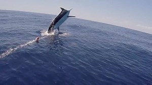 56K views · 431 reactions | The team on Miss Wy sent us this video of a very big blue marlin they caught off Georgetown, South Carolina a few seasons ago. | Marlin Magazine | Facebook