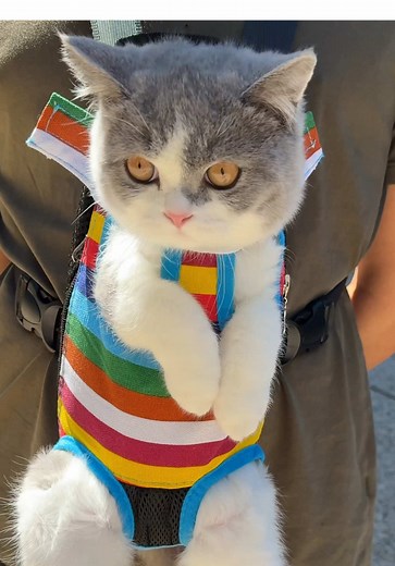 Kendrick Lamar's Iconic Walk at the Super Bowl