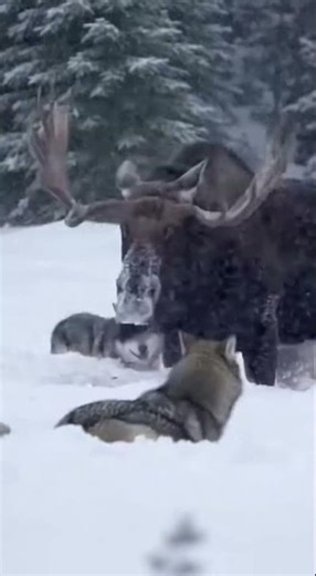 😱😱😳😳🔥🔥🐺🐺🫎🫎 Moose vs Pack of Wolves — Winter Desperation