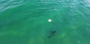 Lifeguards with drones keep us (and sharks) safe, and beach-goers agree