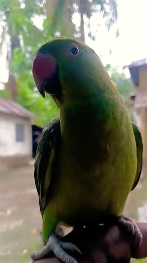 #parrot #birds #