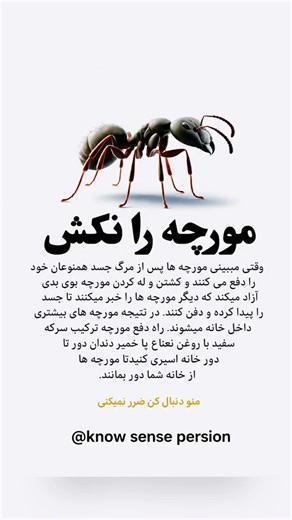 مورچه‌ها بعد از مرگ…#مورچه #دانستنی #علمی #facts #روانشناسی #mindset #رشد_فردی #shorts #views #fyp