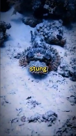 Stonefish Sting - What Happens When You Get Stung?