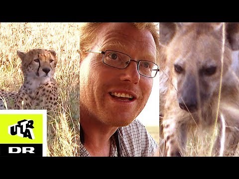 HYÆNEN | Sebastian og Afrikas vildeste dyr | Ultra
