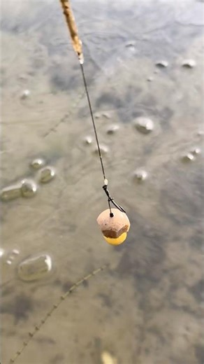 Cold Water Rig Drop ❄️ | Carp Setup Underwater #karpfenangeln #carpfishing #underwaterfishing #carp