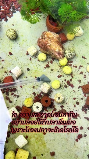 ที่ดูดขี้ปลา สิ่งสกปรกในบ่อปลา