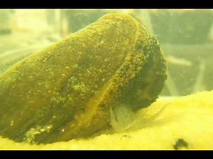 Freshwater Mussel TV - Mantle Lure of Eastern Lampmussel (Lampsilis radiata)