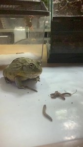 6.3K views · 133 reactions | Here is a video of an African Bull frog...