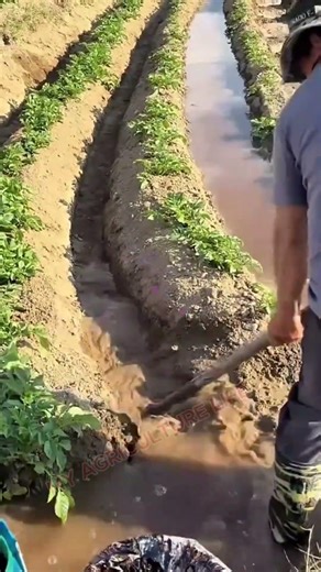 Manual Water Flow Management in the Potato Field! 🥔💧 #MyAgricultureLife #TraditionalFarming