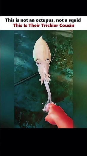 Meet The Cuttlefish 🐙 #physics #scienceexplained