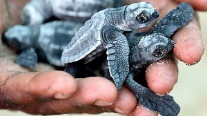183K views · 803 reactions | TN: Over 4,500 Olive Ridley sea turtle hatchlings released into sea | The Times of India | Facebook