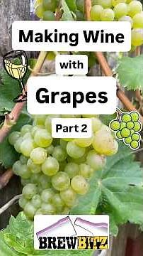 Making Wine With Grapes Part 2