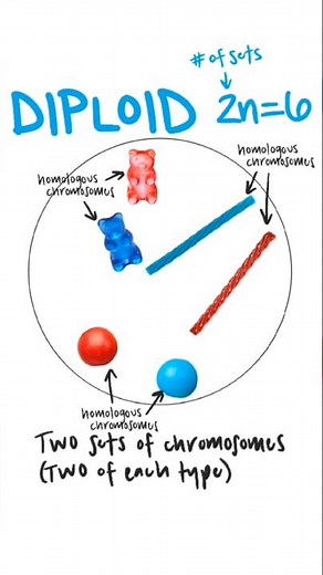 Ploidy - haploid (n), diploid (2n), triploid (3n) #ploidy #haploid #diploid #triploid