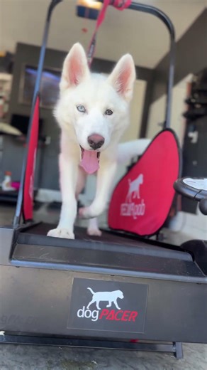 Why Your Dog’s Behavior Isn’t Just Disobedience (Fix This First)