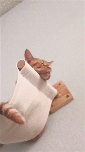 Goodnight, I Guess #trendingshorts #funnycats #lullaby #sleepingcat #harpo