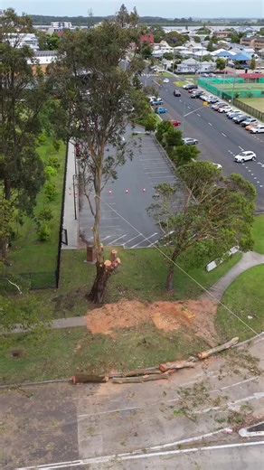 Expert Tree Removal Techniques for Arborists