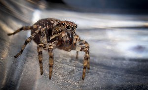 Everyone Should Start Counting Spiders