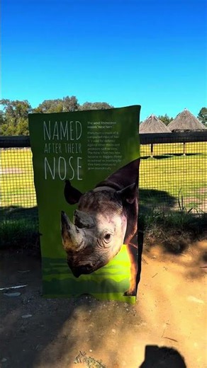 🇦🇺 Exploring Taronga Western Plains Zoo | Dubbo, NSW 🦁 #shorts