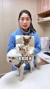 How to self-check for patellar dislocation in dogs#Patellar dislocation#Scientific dog