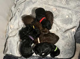 Black & Chocolate standard Poodle puppy's - £1,750