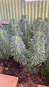 161K views · 10K reactions | We had a very dry hot summer here in the countryside, where flower buds dried before they bloom. Summer is finished and autumn is here , we had a good rain last night and a windy morning. My garden is becoming green and colourful again and I’m so happy how my plants and flowers dance with the wind, welcoming a cooler weather. | Merlinda Casapao | Facebook