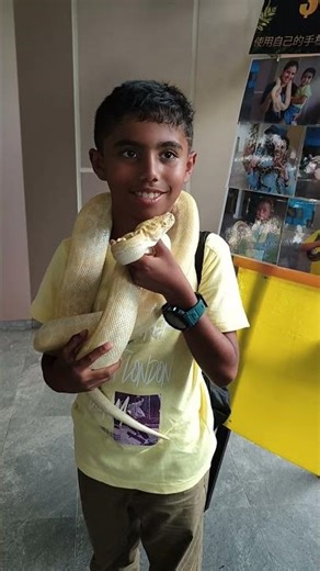Albino python snake #albino #python #snake #singapore #pythonsnake #wildlife #snakecatching