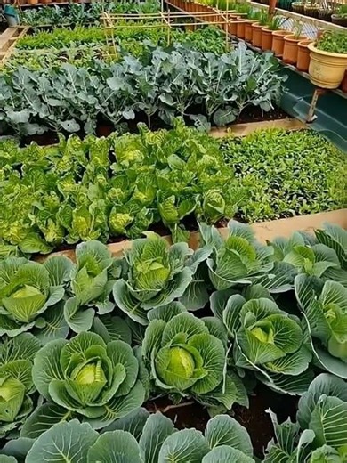 Urban Rooftop Farming: How to Grow Fresh Vegetables on Your Roof #gardenmybackyardgarden