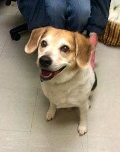 Wilmington-Based Company Largest State Facility Using Dogs for Testing, Report Says