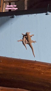50K views · 714 reactions | Lizard caught on action | Aladin Page | Facebook