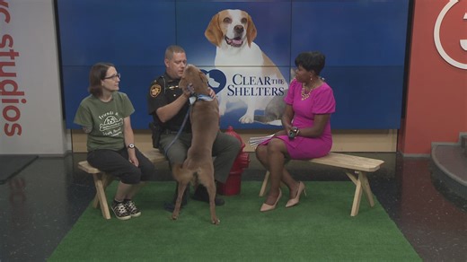 Clear the Shelters: Friends of Stark Pound visits 3News with Hank!