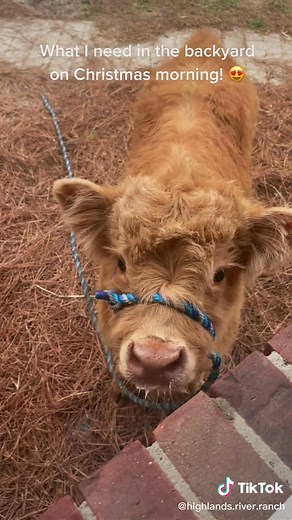 Adorable Fluffy Cow Breeds in Backyard | Cute Cow Video
