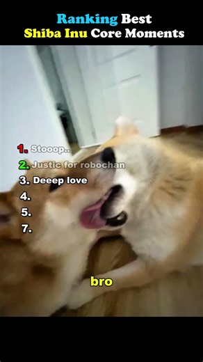 Ranking Best Shiba Inu Moments 🔥 #shorts