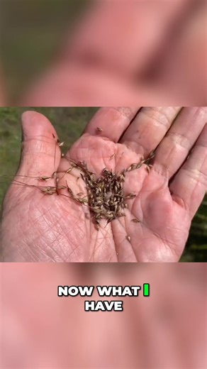 Switch grass looks beautiful and produces lots of seeds. See how to collect them easily, whether you're gathering small amounts or large volumes. Pinch, run, and collect! Then clean the seeds for use. #SwitchGrass #SeedCollection #GardeningTips #NativePlants #Foraging | Resilient Ecosystems Institute A.C