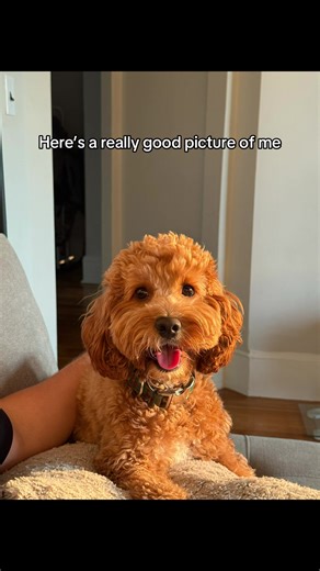 Thanks bye #doodles #doglife