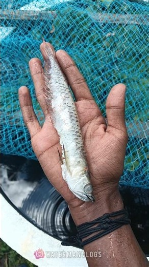 Oscar pulled a fast one on me 🥲 | Arowana | Oscar fish | monster fish | waterman | pets | Arowana...