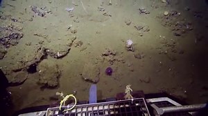 Googly-Eyed Stubby Squid