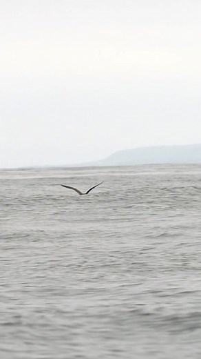 the eos r5 is guaranteed to blow you away! 🐳 #canoncamera #eosr5 #humpbackwhales #wildlifephotography