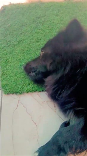 so to talk the name is woko #short # James and Bani vlogs...........................,....,....,